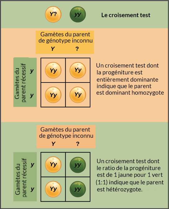 La loi de la s gr gation le on Khan Academy