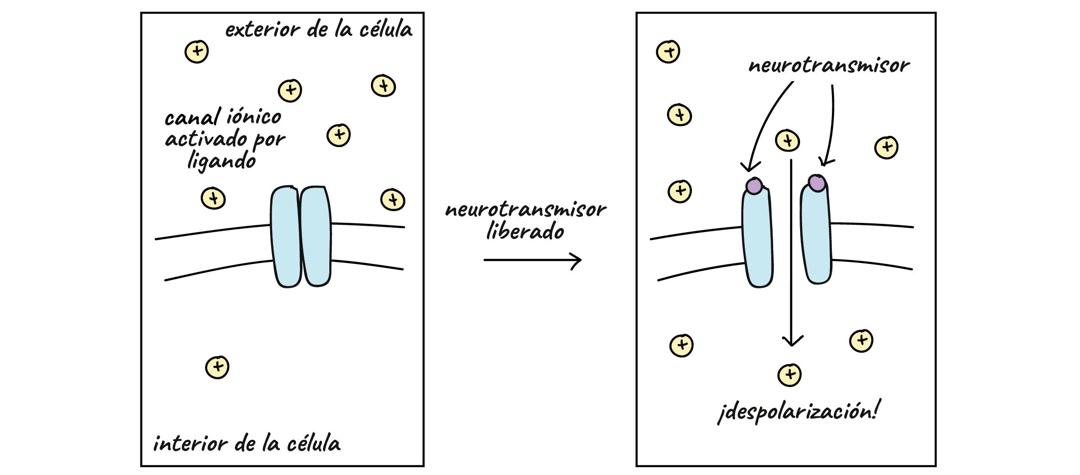Diagrama de un canal activado por ligando. Cuando el neurotransmisor se une al canal, este se abre y cationes fluyen por su gradiente de concentración hacia la célula, causando una despolarización