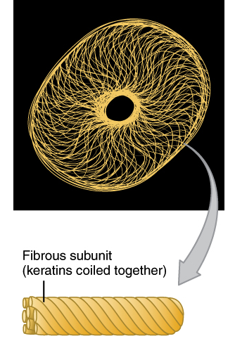 microfilaments and microtubules in a plant cell