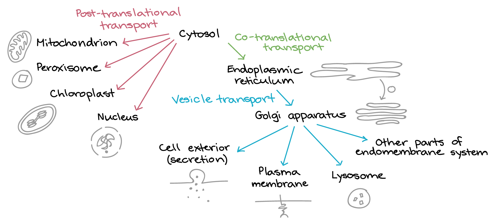 Cell Transport Chart