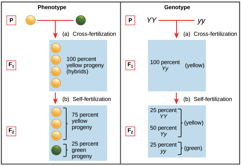 When two pairs of traits are combined in a hybrid , segregation of one pair  of characters is independent of the other pair of characters this explains