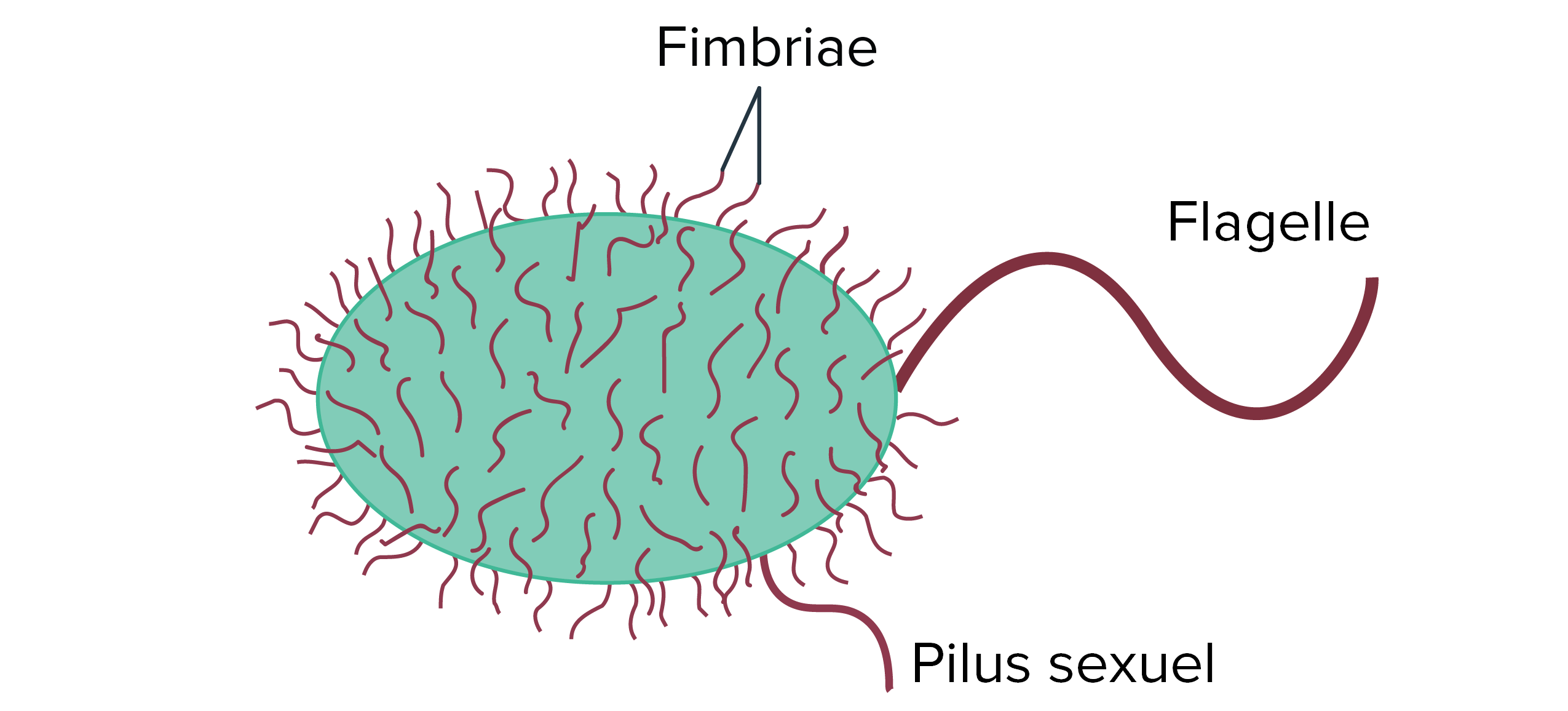 structure cellulaire procaryote