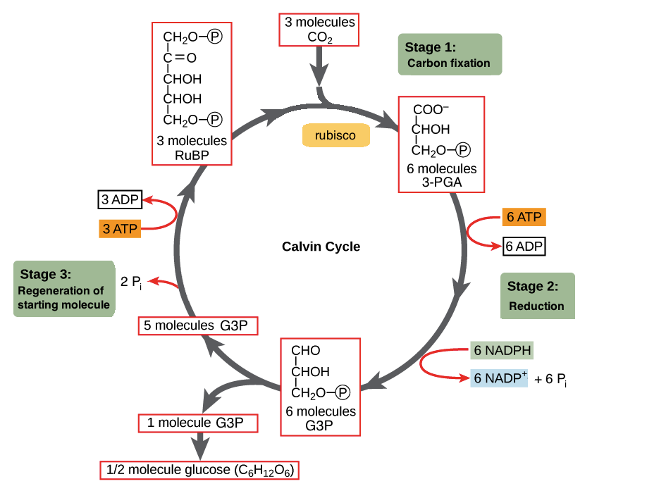 The Calvin cycle (article) | Photosynthesis | Khan Academy
