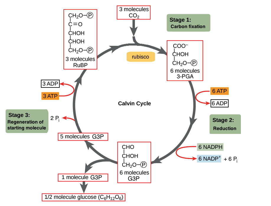 Describe the Calvin Cycle of Photosynthesis