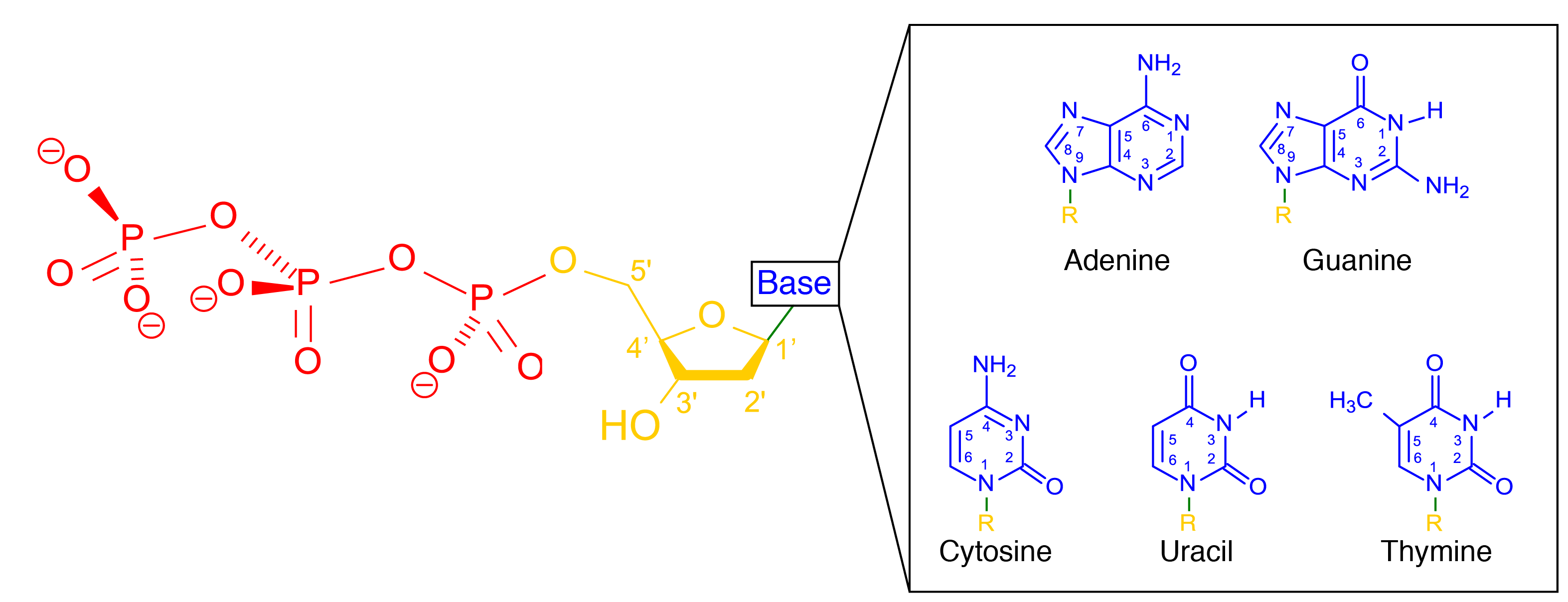 Discovery Of The Structure Of Dna Article Khan Academy