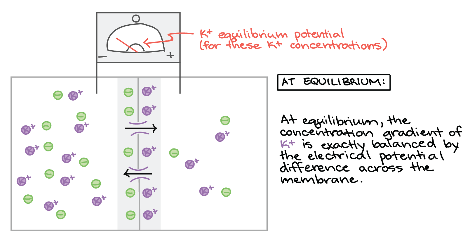 Equilibrium Potential Of Potassium Slideshare