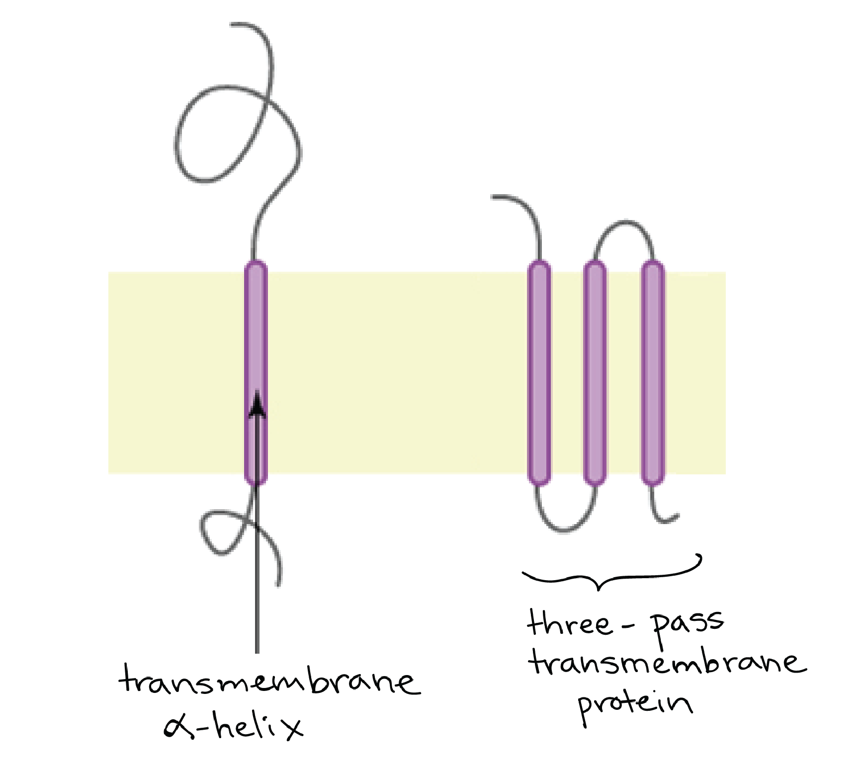 Gambar protein transmembran satu jalur dengan heliks alfa rentang membran tunggal dan protein transmembran tiga jalur dengan tiga heliks alfa rentang membran.