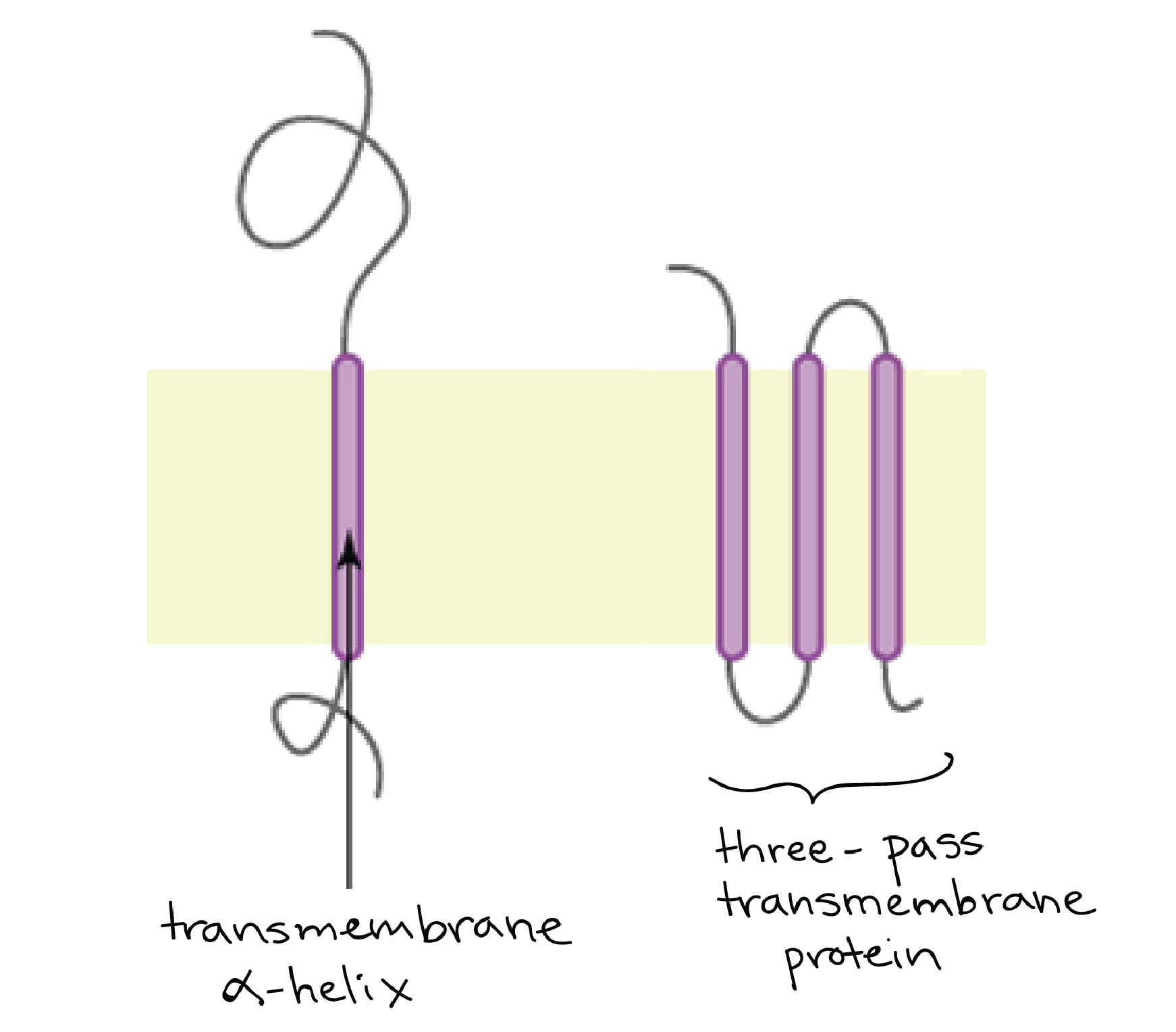 Structure Of The Plasma Membrane Article Khan Academy