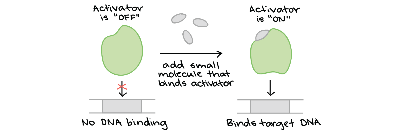 Diagram illustrating how a hypothetical activator's activity could be modulated by a small molecule. When the small molecule is absent, the activator is "off" - it takes on a shape that makes it unable to bind DNA. When the small molecule that activates the activator is added, it binds to the activator and changes its shape. This shape change makes the activator able to bind its target DNA sequence and activate transcription.