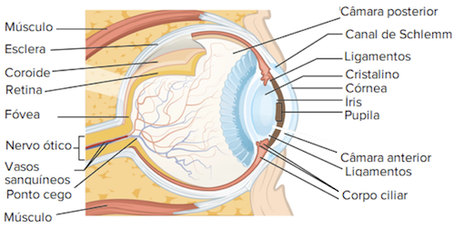 Reconhecimento de Retina - O olho humano