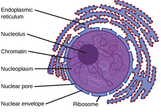 Nucleus and ribosomes (article) | Khan Academy