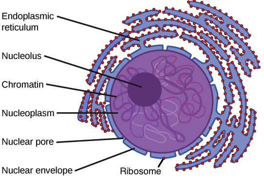 what makes ribosomes in a cell