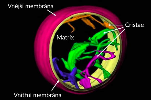 Obrázek trojrozměrné rekonstrukce řezu mitochondrií. Obrázek je kruhový a vnější membrána je obarvená do růžova a označená. Vnitřní membrána je zbarvená žlutě a je označena. Otevřený prostor uvnitř kruhu je označený jako matrix a uvnitř kruhu jsou 3 různé barevné struktury; jedna je oranžová, jedna je zelená a jedna je fialová a jsou zde šipky směřující ke všem třem strukturám s popiskem krista.