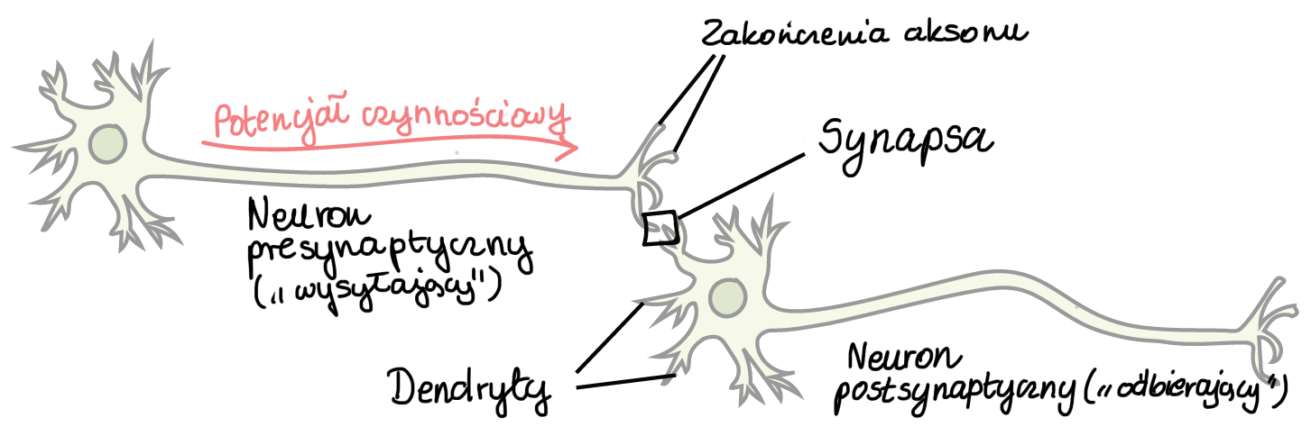 Neuronem Khan Academy