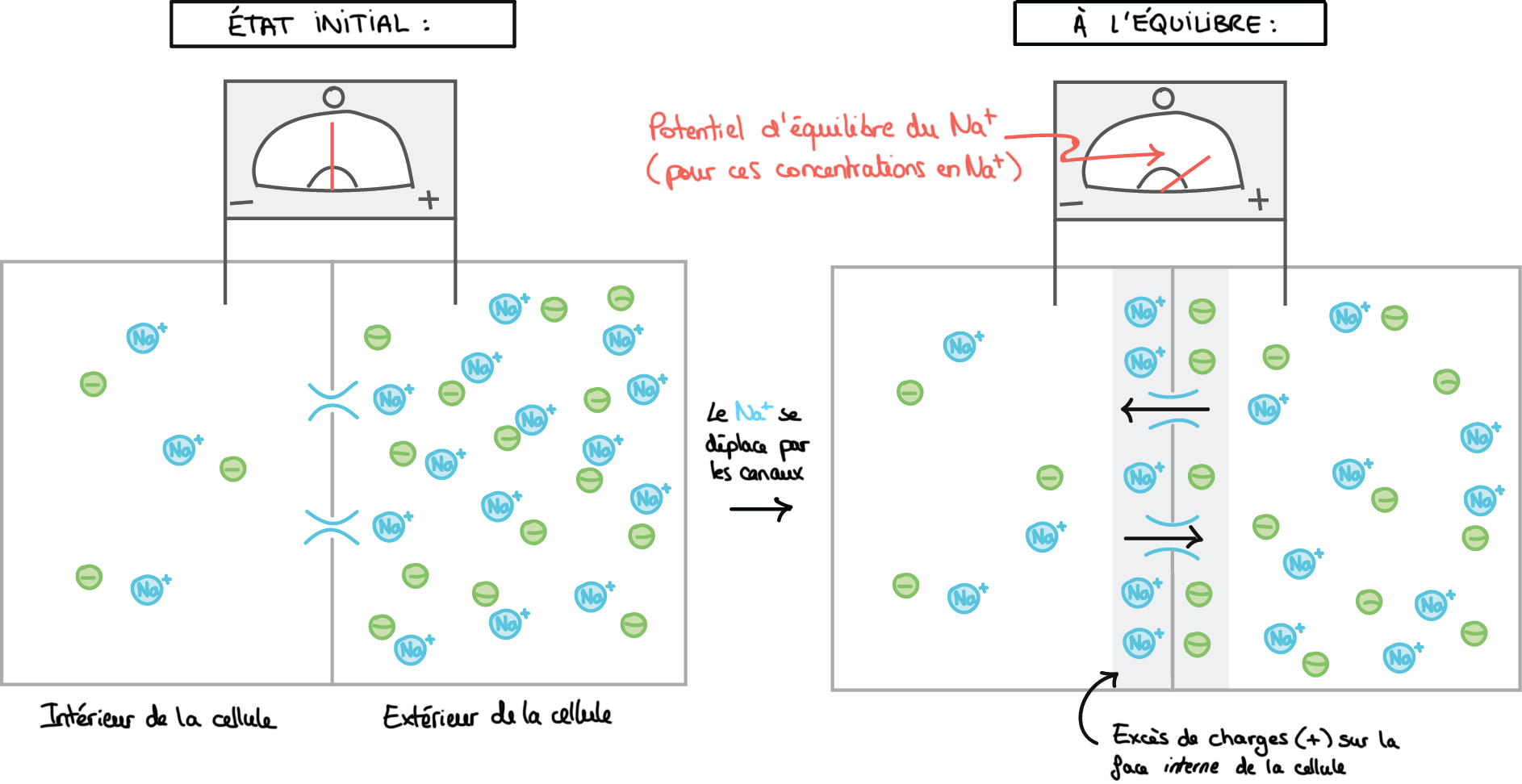 diagramme de différence de potentiel