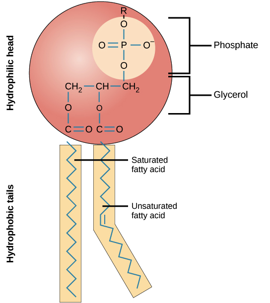 cell membrane not labeled