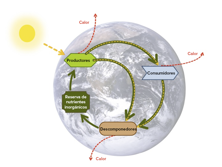 Introducción a los ciclos biogeoquímicos (artículo) | Khan Academy