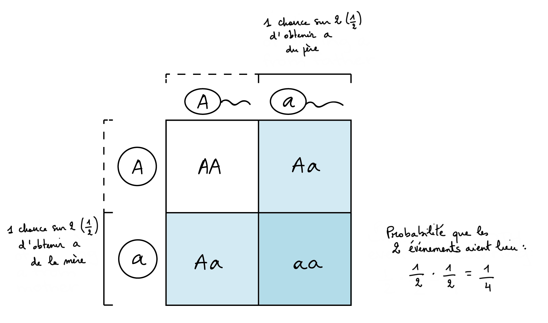 Illustration de la façon dont un échiquier de Punnett peut représenter la règle du produit.

L'échiquier de Punnett :

||A|a
-|-|-|-
A||AA|**Aa**
a||_Aa_|***aa***

Il y a 1 chance sur 2 d'obtenir un allèle du parent mâle, qui correspond à la colonne la plus à droite de l'échiquier de Punnett. De même, il y a 1 chance sur 2 d'obtenir un allèle du parent femelle, qui correspond à la rangée la plus basse de l'échiquier de Punnett. L'intersection de ces lignes et colonnes (la case en bas à droite du tableau) indique la probabilité d'obtenir un allèle du parent femelle et du parent mâle (1 case sur 4 dans l'échiquier de Punnett, c'est-à-dire une 1 chance sur 4).