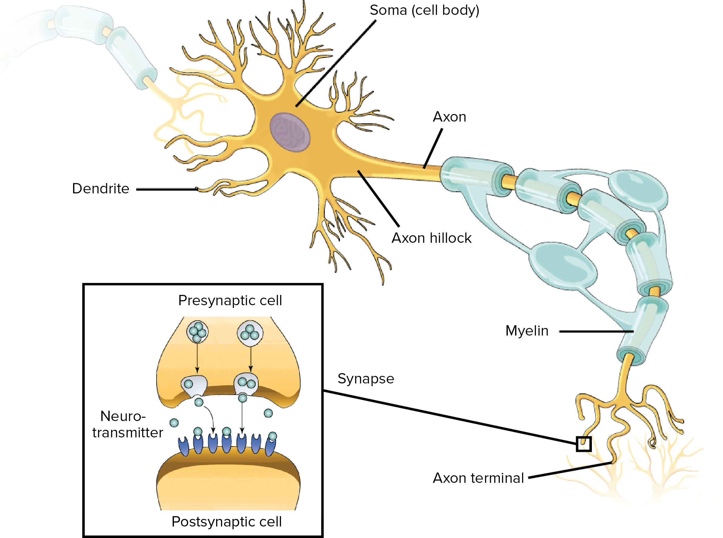 Overview of neuron structure and function (article)