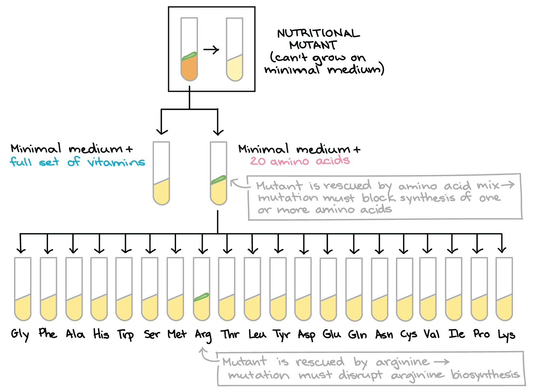 Central Dogma Flow Chart