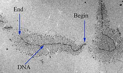 Na imagem de microscopia representada aqui, um gene está sendo transcrito por várias RNA polimerases de uma vez. As cadeias de RNA são menores próximas ao começo do gene e se tornam maiores à medida que a enzima se move para o final do gene. Esse padrão cria uma espécie de estrutura em formato de cunha feita pelos transcritos de RNA se abrindo a partir do DNA do gene.
