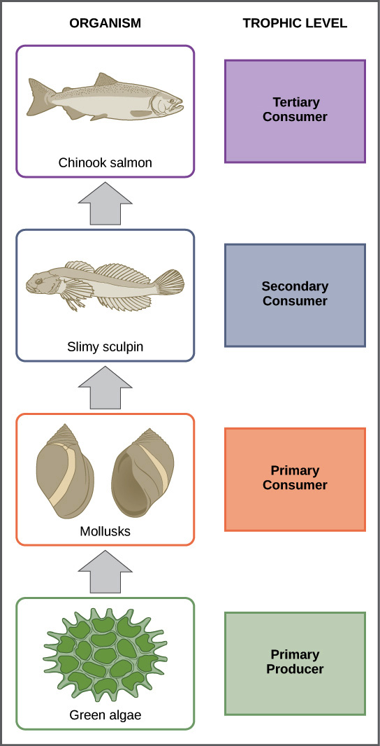 freshwater ecosystem food pyramid