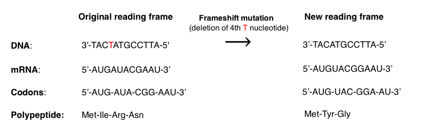 A frameshift mutation “shifts” how a sequence of nucleotides is read as triplets (codons) during translation. This may, in turn, alter which amino acids are added to polypeptide. In this example, the original reading frame of a gene encodes an mRNA with codons that specify the amino acid sequence: methionine (Met), isoleucine (Ile), argenine (Arg), and asparagine (Asn). A deletion of the 4th nucleotide (T) shifts the reading frame at the point of the deletion. This produces a new reading frame in the DNA template after the 3rd nucleotide. The mRNA of the new frame bears different codons past the point of the mutation (the first methionine-specifying codon remains unchanged). These codons specify the amino acid sequence: methionine (Met), tyrosine (Tyr), and glycine (Gly).