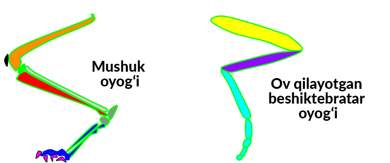 Spermatozoidlar bilan qoplangan ayollar mushuklari
