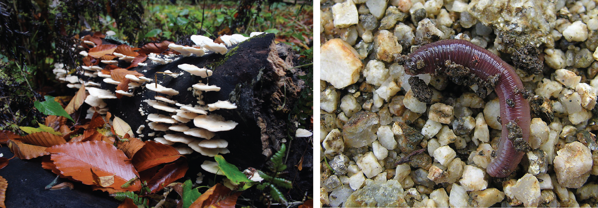 Examples of decomposers: left, fungi growing on a log; right, an earthworm.