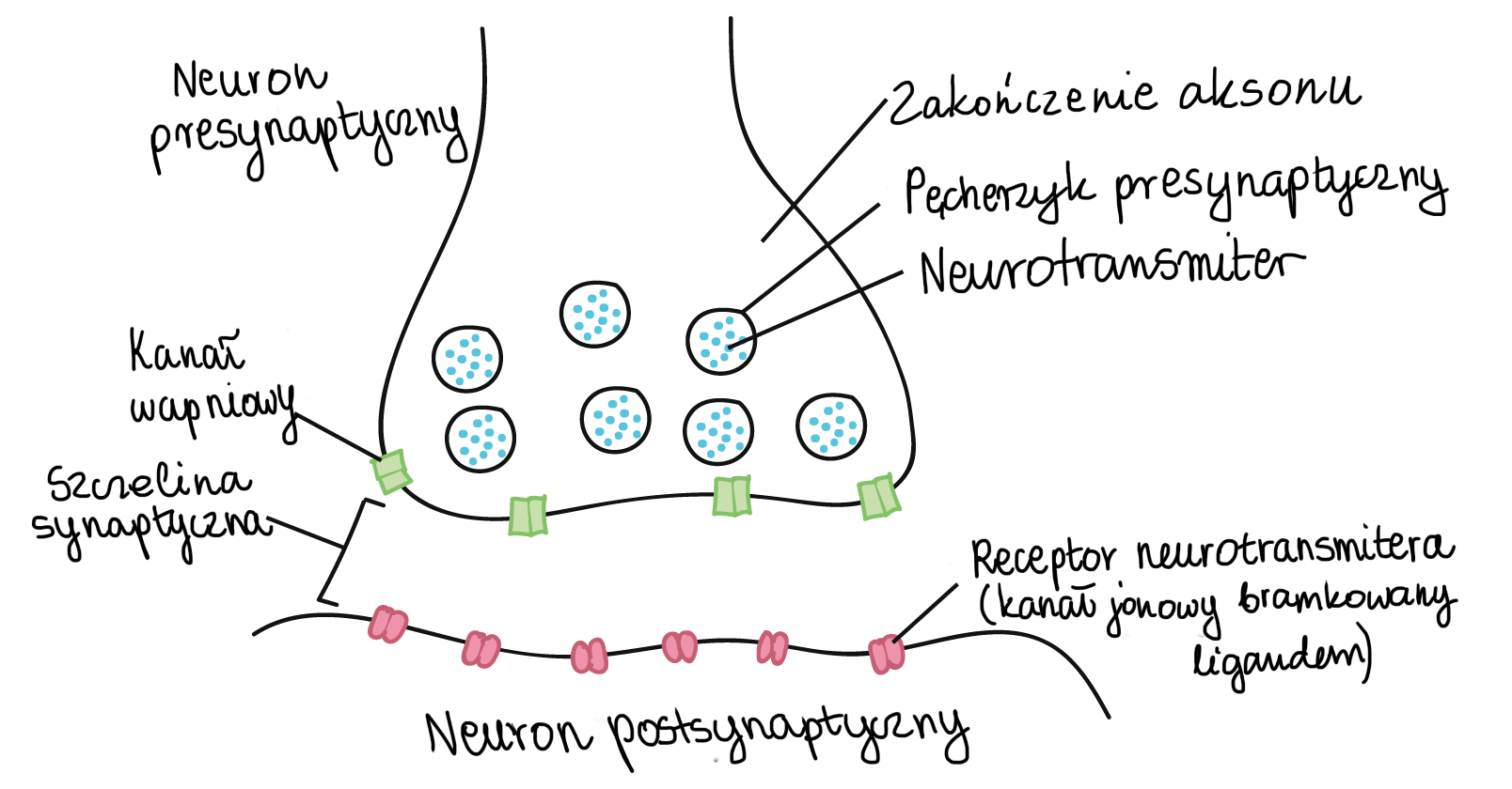 Synapsy Artykul Neuron I Uklad Nerwowy Khan Academy