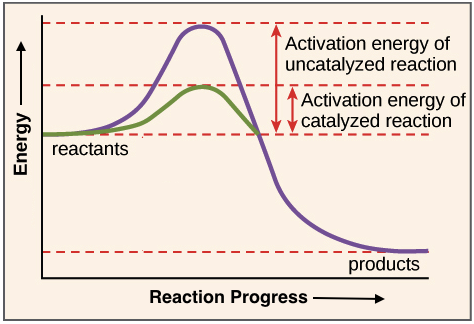 Reaction coordinate diagram showing the course of a reaction with and without a catalyst. With the catalyst, the activation energy is lower than without.