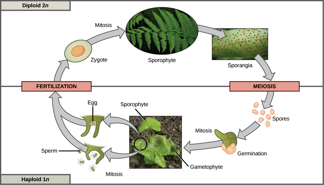 Sexual Life Cycles Article Meiosis Khan Academy