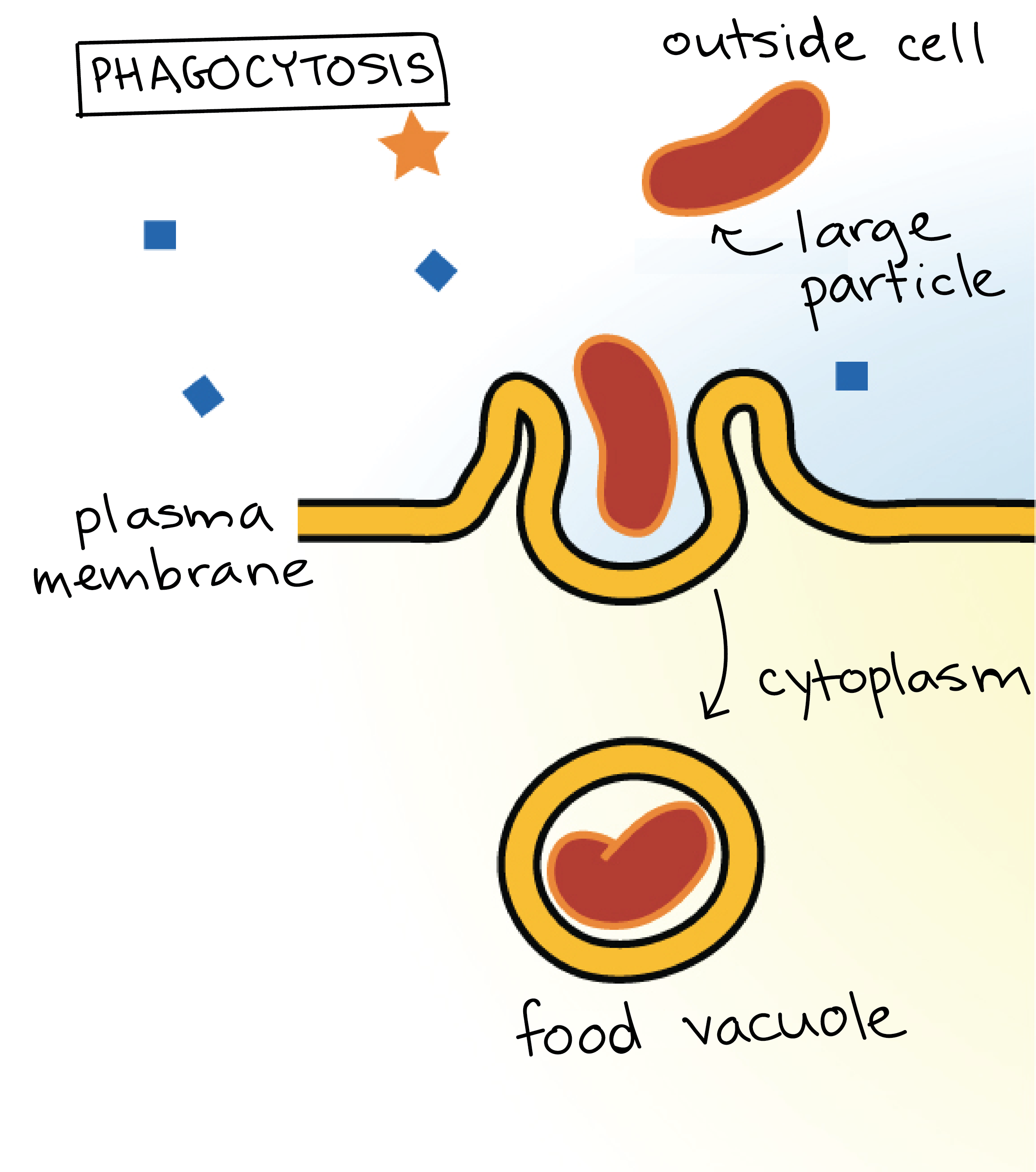 passive transport examples for kids