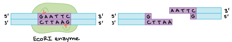 restriction enzymes