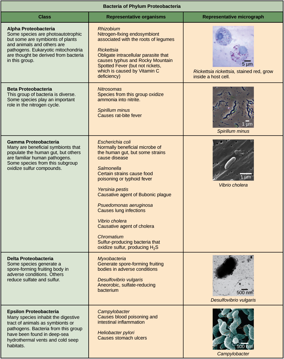 ️ Ways to classify bacteria. What Are the Ways to Identify Organisms