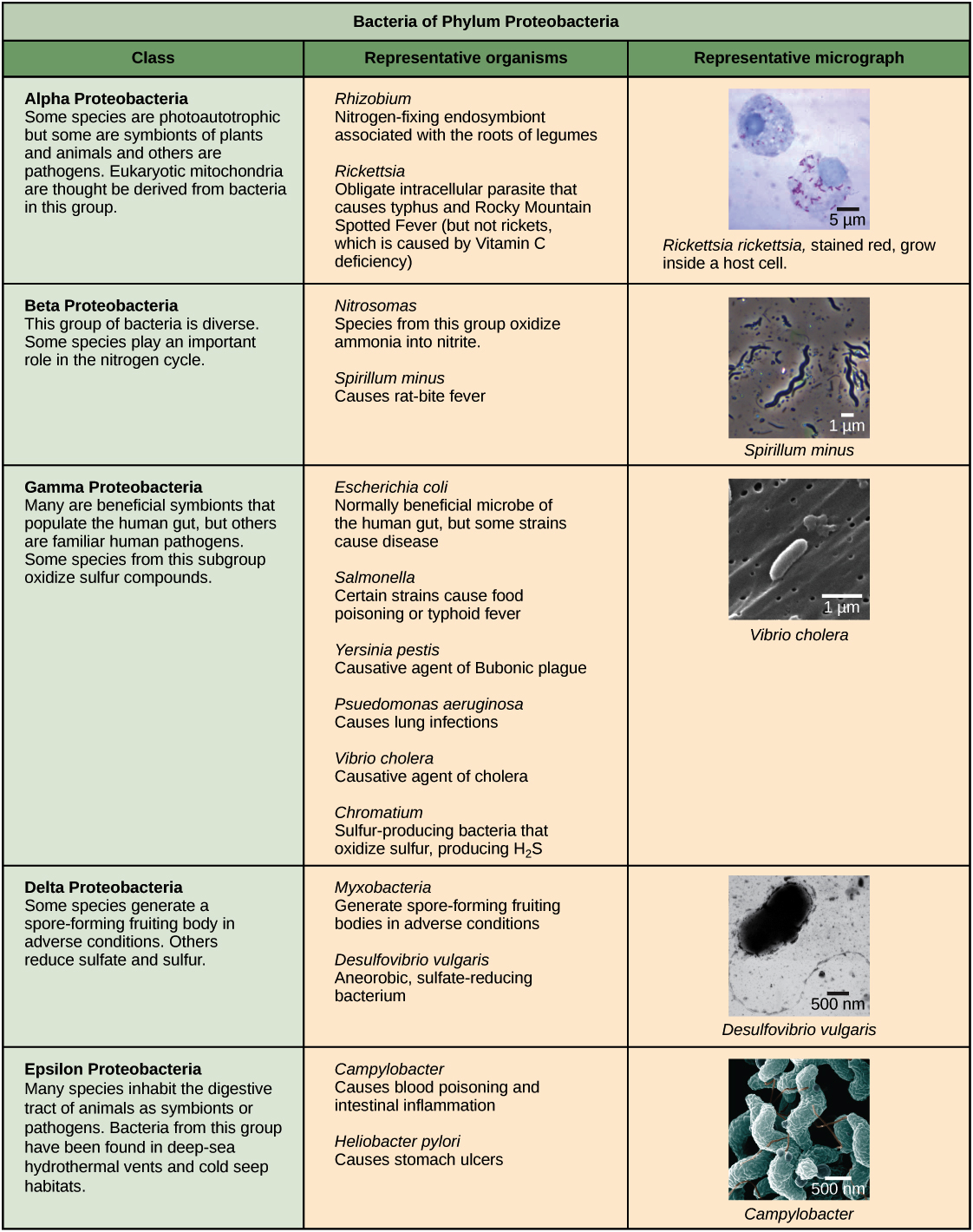 Classification Of Bacteria Chart