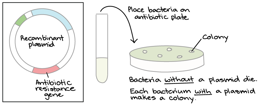 Panel kiri: Diagram plasmid, menunjukkan bahwa plasmid mengandung gen resistensi antibiotik.  Panel kanan: semua bakteri hasil transformasi ditempatkan di piring antibiotik.  Bakteri tanpa plasmid akan mati karena antibiotik.  Setiap bakteri dengan plasmid membuat koloni, atau sekelompok bakteri klonal yang semuanya mengandung plasmid yang sama.  Koloni yang khas terlihat seperti titik kecil keputihan seukuran kepala peniti.