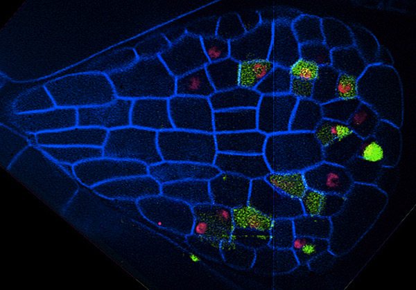 Confocal microscopy image of a young leaf of thale cress, with one marker outlining the cells and other markers indicating young cells of the stomatal lineage (cells that will ultimately give rise to stomata, cellular valves used for gas exchange).