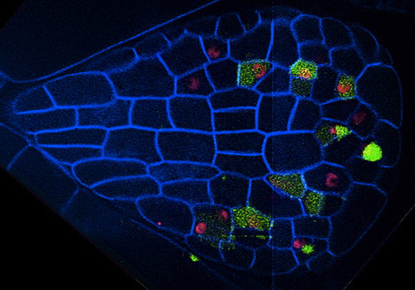 cool cells under a microscope