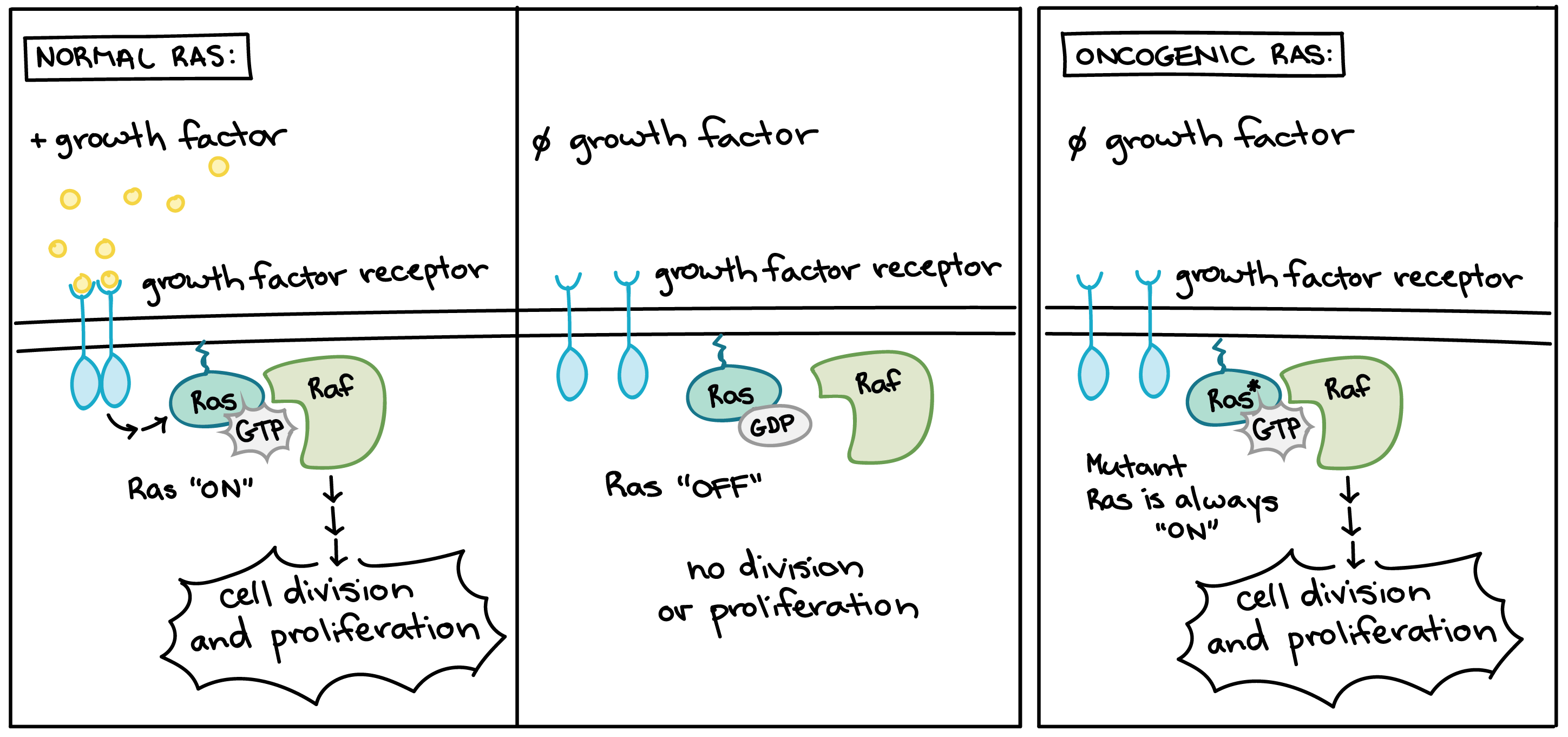 Forma oncogênica da proteína Ras.

A Ras normal é ativada quando os fatores de crescimento se ligam a receptores do fator de crescimento. Quando ativa, a Ras muda para sua forma ligada ao GTP e desencadeia uma via de sinalização que leva à divisão e proliferação celular. Então, a Ras normal troca GTP por GDP e volta ao seu estado inativo até que a célula perceba mais fatores de crescimento.

A forma oncogênica da Ras fica permanentemente presa em sua forma ativa, ligada a GTP. A proteína Ras oncogênica ativa a via de sinalização levando ao crescimento e proliferação mesmo quando não houver a presença de fatores de crescimento.