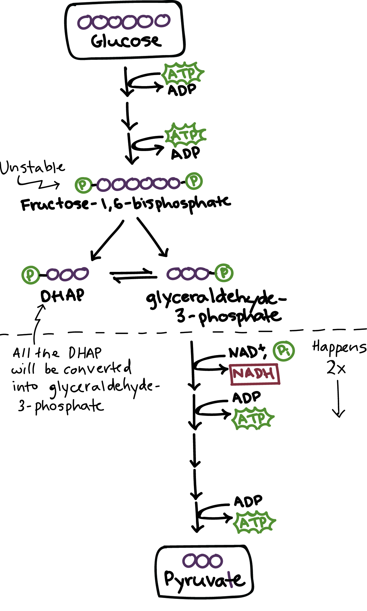 Simplified Glycolysis Chart