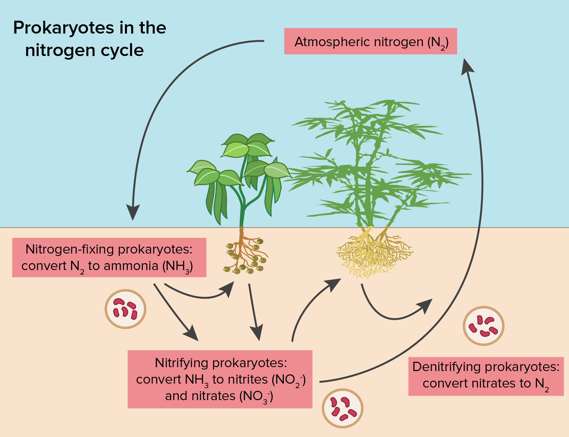 nitrogen-fixation-definition-process-example-equation