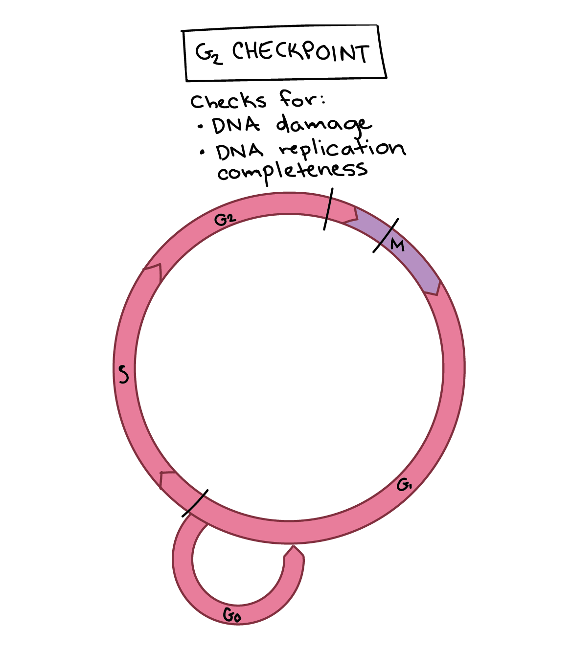 S Phase Of Cell Cycle Drawing BHe