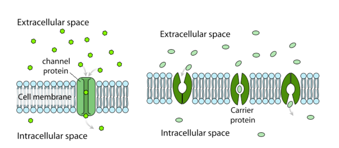 passive transport examples for kids