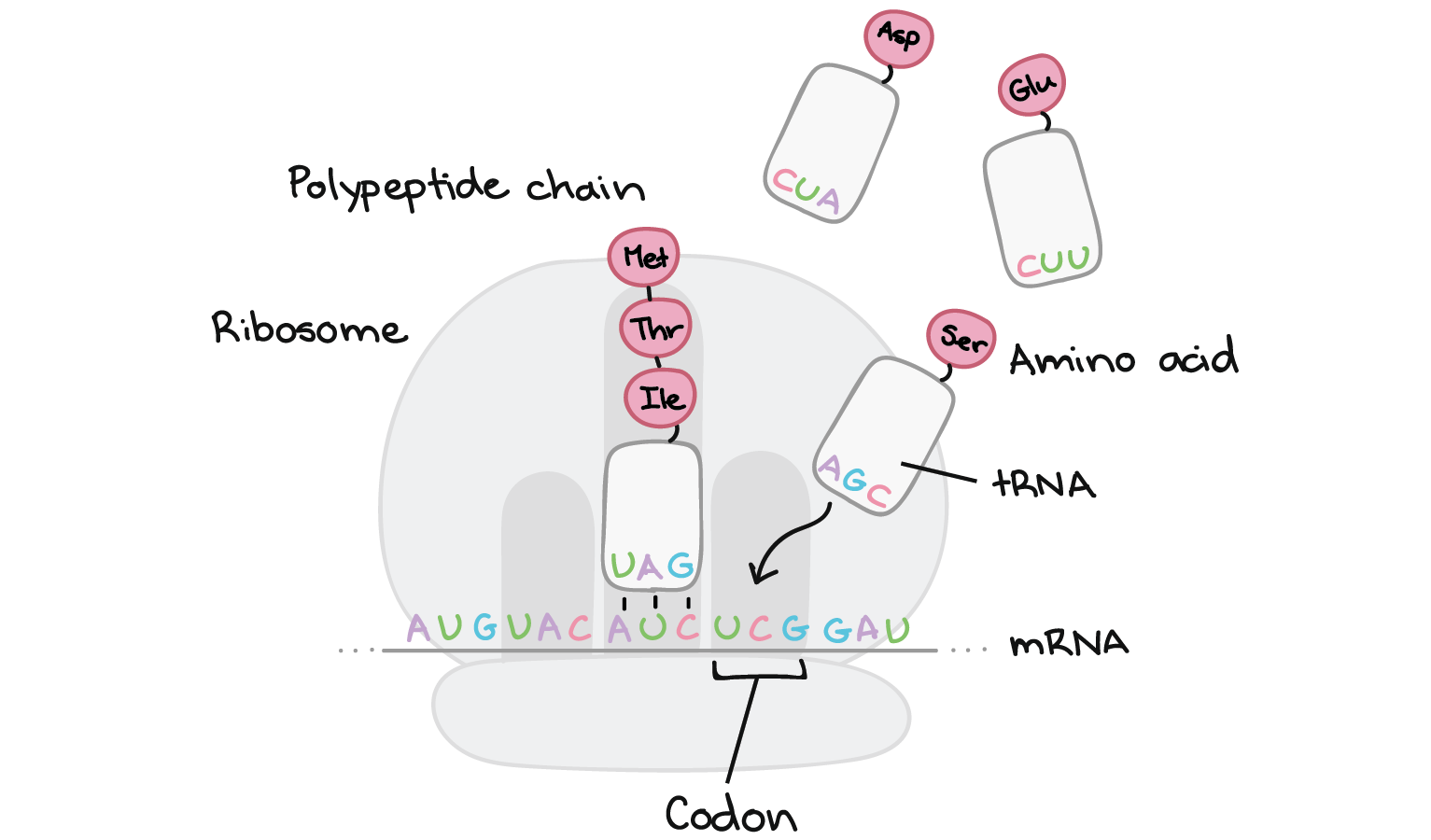 Tradução ocorrendo num ribossomo. O RNAm é ligado ao ribossomo onde pode interagir com a molécula de RNAt.

Nesta imagem, o RNAm tem a sequência de:

3'-...AUG UAC AUC UCG GAU...-5'

Um RNAt ligado ao terceiro códon (5'-AUC-3') tem uma sequência complementar de 3'-UAG-5'. Ele carrega uma cadeia de polipeptídeos consistindo de metionina e isoleucina, que estão ligadas ao RNAt pela isoleucina. A direita deste RNAt, outro RNAt está se ligando ao próximo códon (5'-UGC-3'). Este RNAt também tem um uma sequência complementar de nucleotídeos (3'-AGC-5') e carrega o aminoácido serina, que é o aminoácido especificado pelo códon do RNAm. A serina levada por este RNAt será adicionada à cadeia de polipeptídeo que está crescendo.

Outros RNAts carregando outros aminoácidos estão flutuando no entorno. Um carrega Glu (ácido glutâmico) e tem uma sequência de nucleotídeos em seu final que lê 3'-CUU-5'. O outro carrega Asp (ácido aspártico) e tem uma sequência de nucleotídeos em seu final, que lê 3'-CUA-5'.