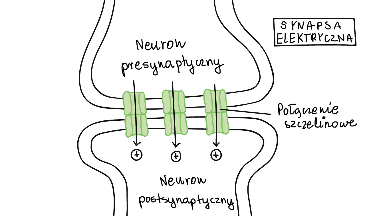 Neuronem Khan Academy