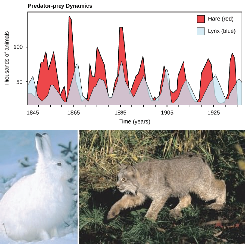 Predation & herbivory (article) | Ecology | Khan Academy