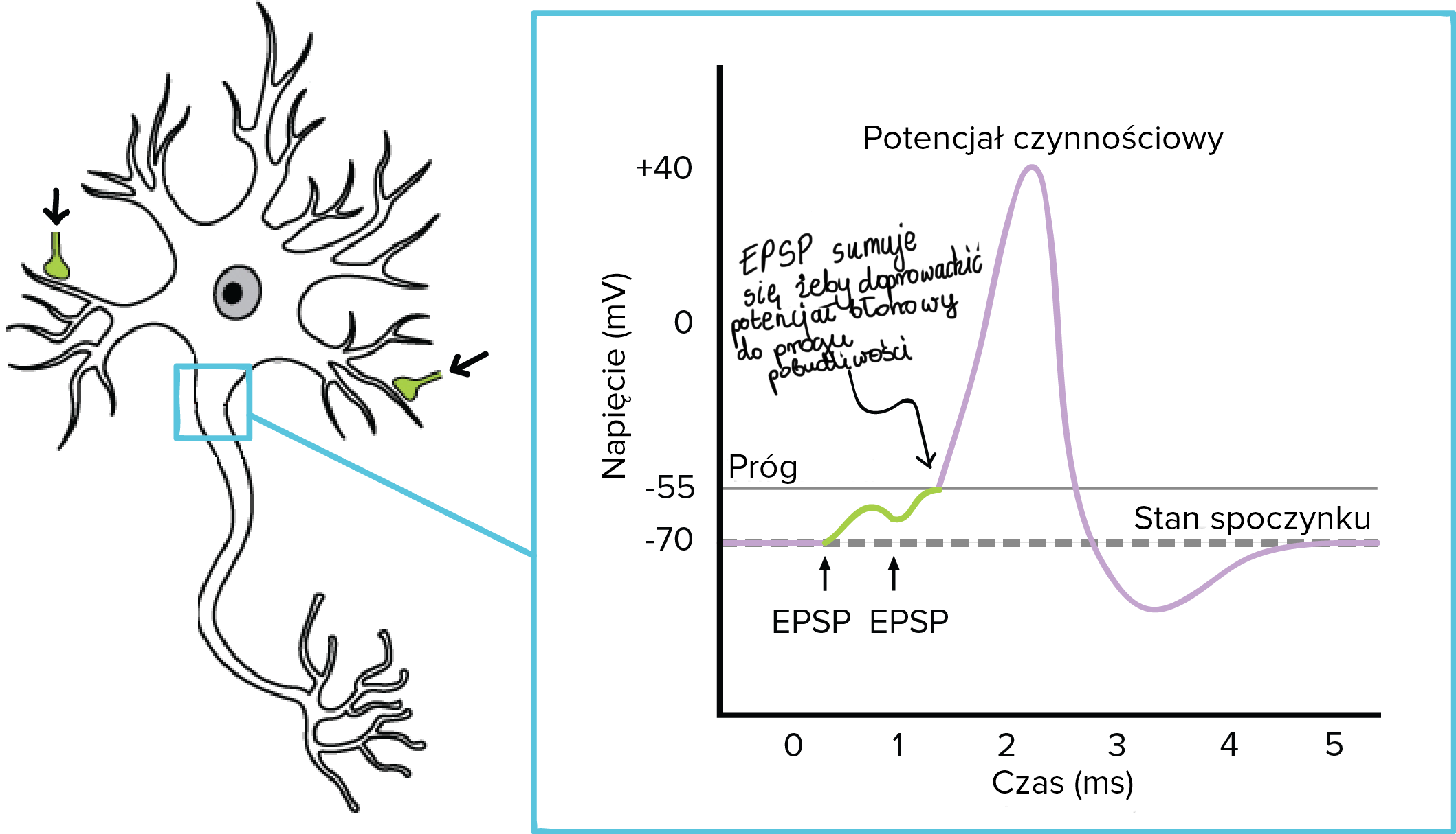 Synapsy Artykul Neuron I Uklad Nerwowy Khan Academy