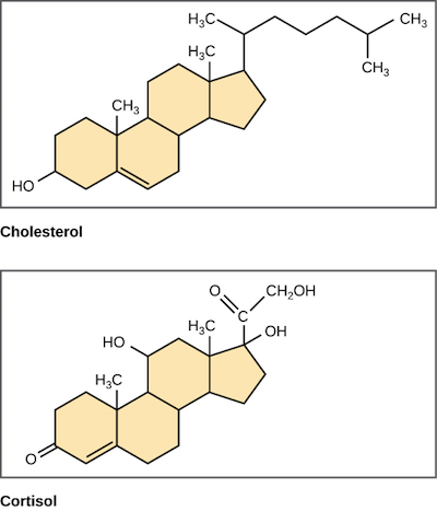 Phospholipids Vs Triglycerides