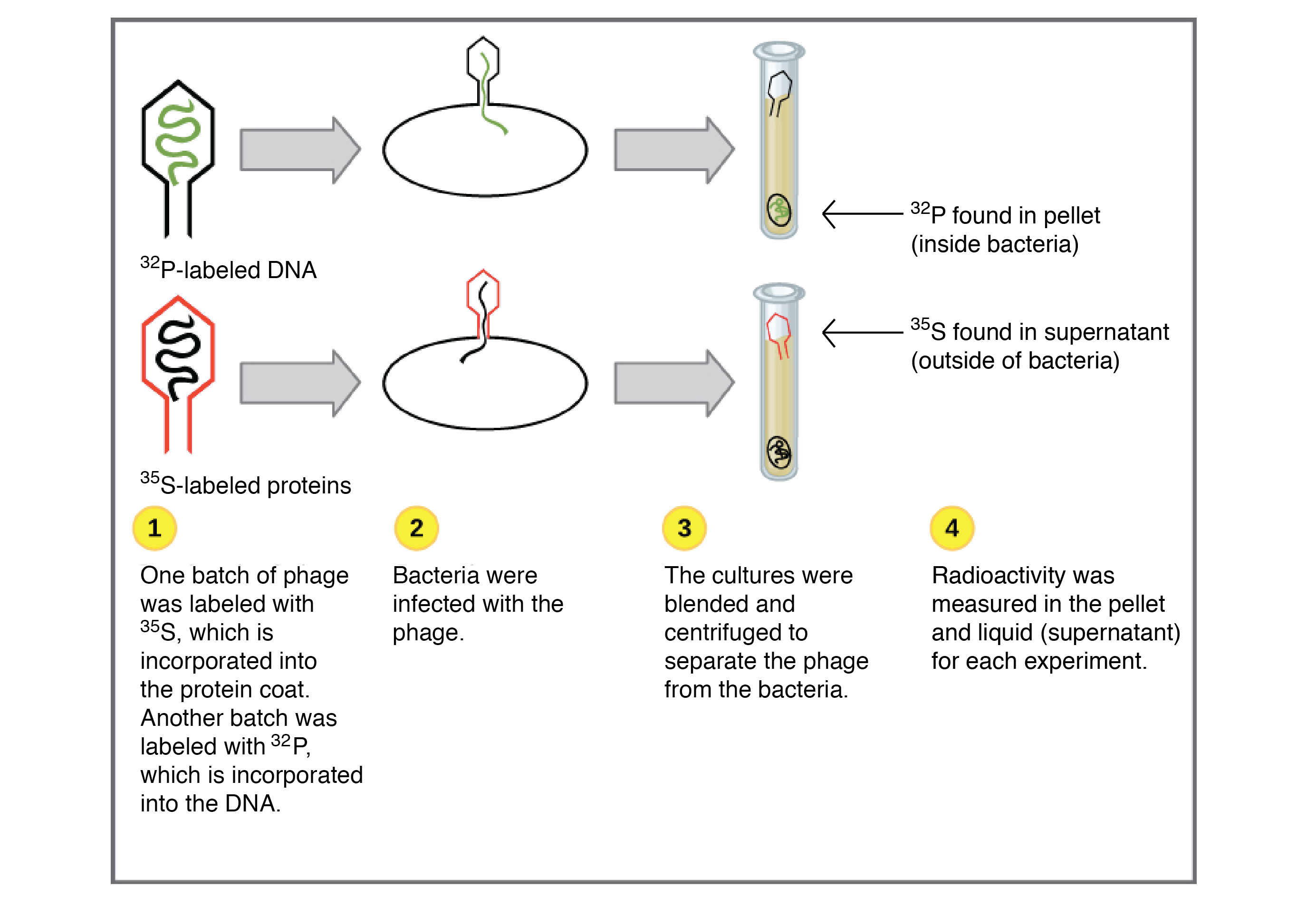 griffith experiment proved dna genetic material